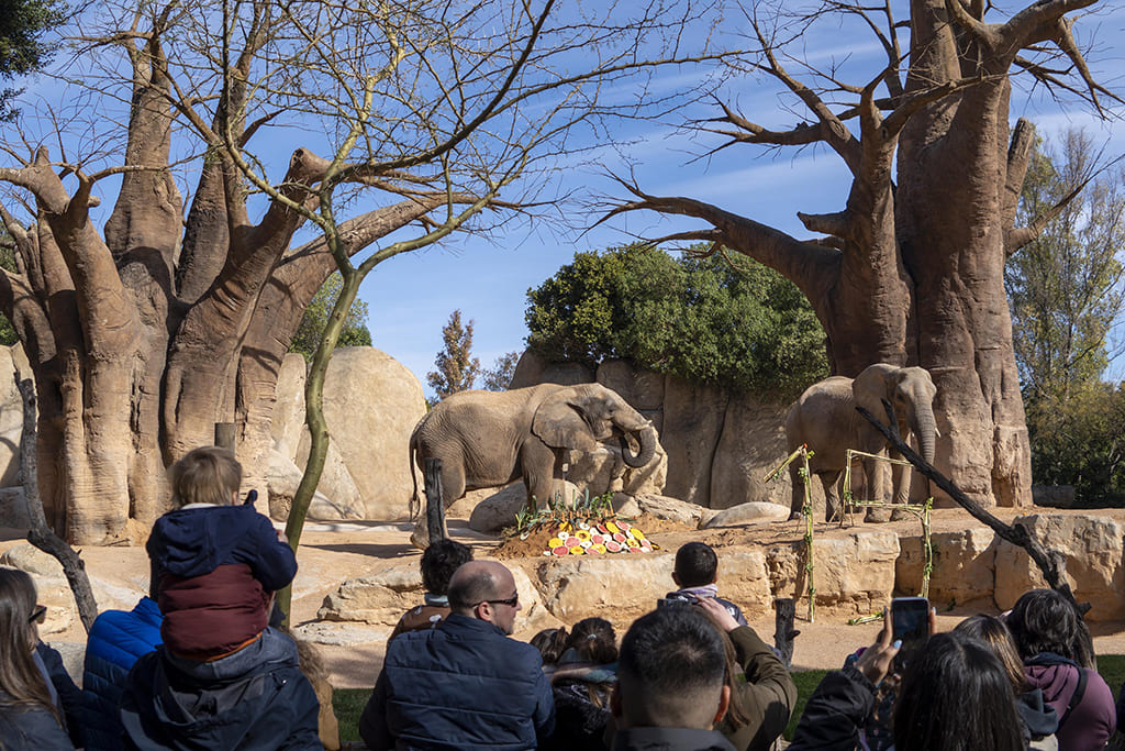 Enriquecimiento ambiental para los elefantes en la fiesta del 15 Aniversario de BIOPARC Valencia