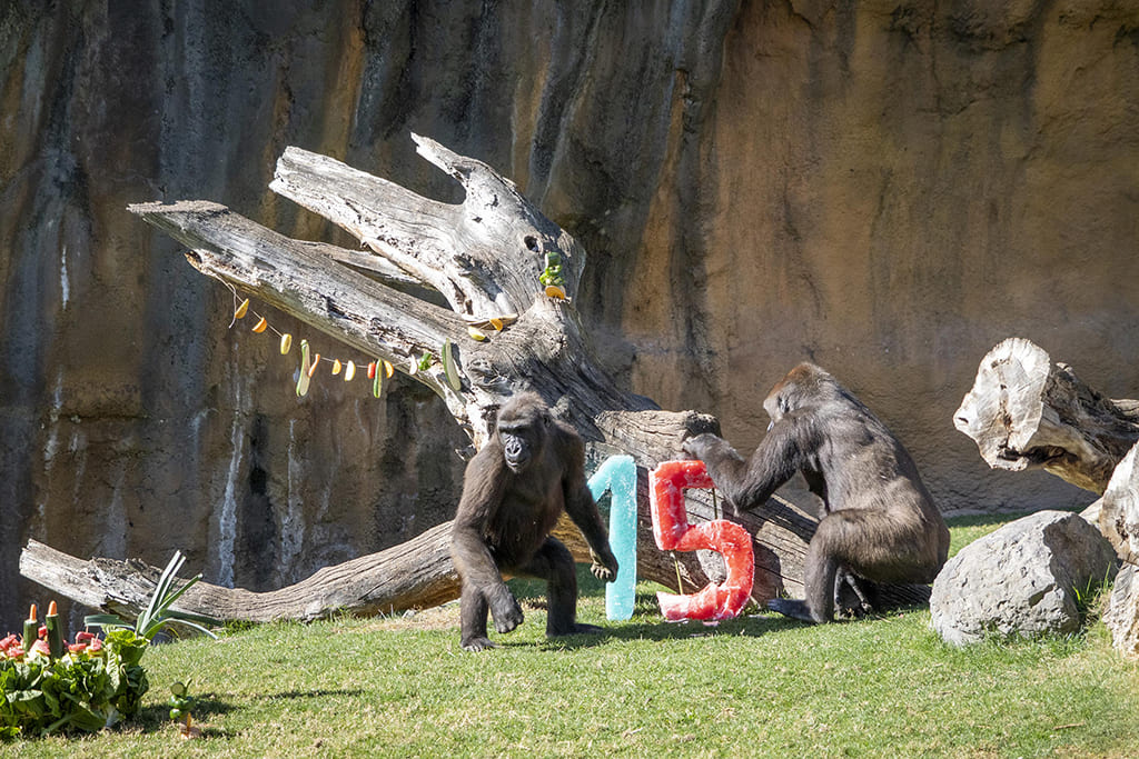Enriquecimiento ambiental para los gorilas en la fiesta del 15 Aniversario de BIOPARC Valencia