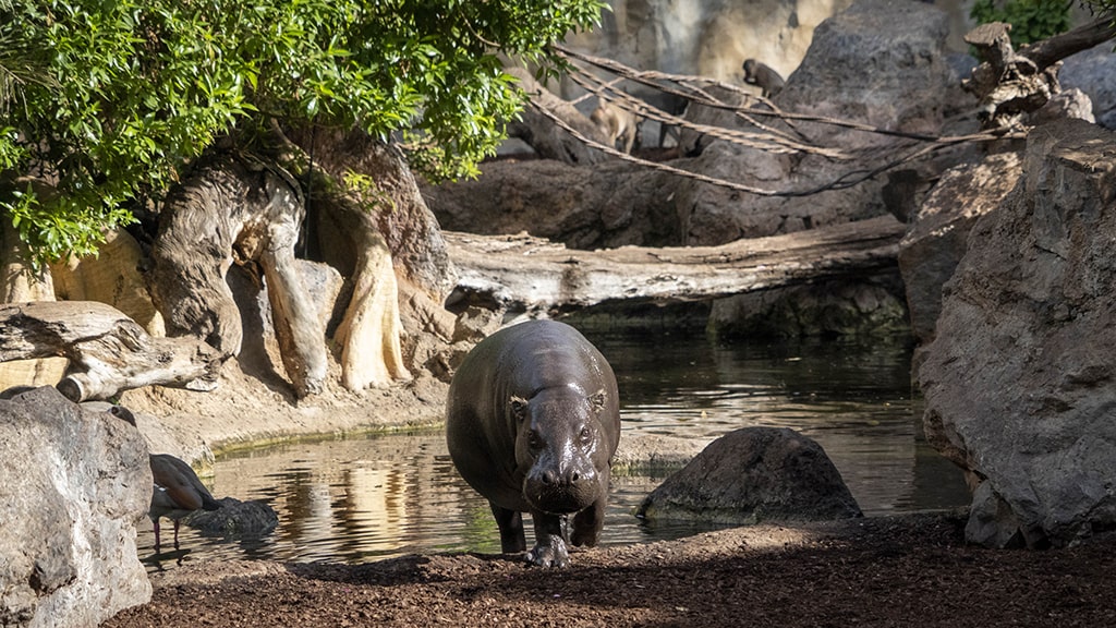 Hipopótamo pigmeo en BIOPARC Valencia