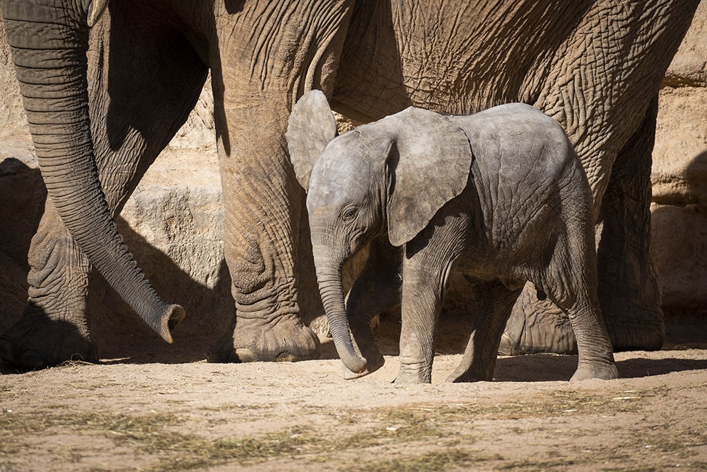 La cría de elefante Makena a sus 3 meses de edad en BIOPARC Valencia