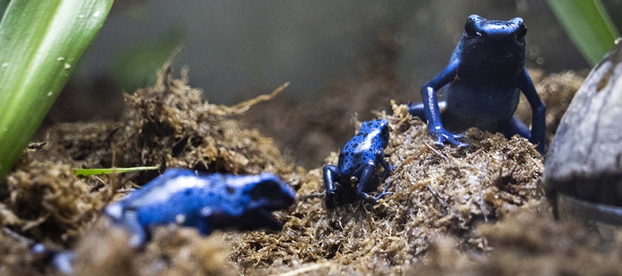 BIOPARC Valencia reproduce con éxito la vistosa rana veneno azul