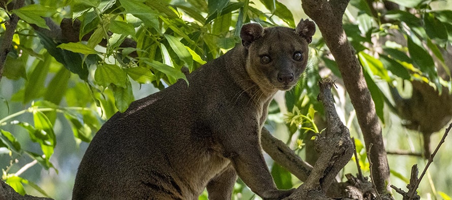BIOPARC Valencia forma una nueva pareja del rarísimo depredador dominante de Madagascar