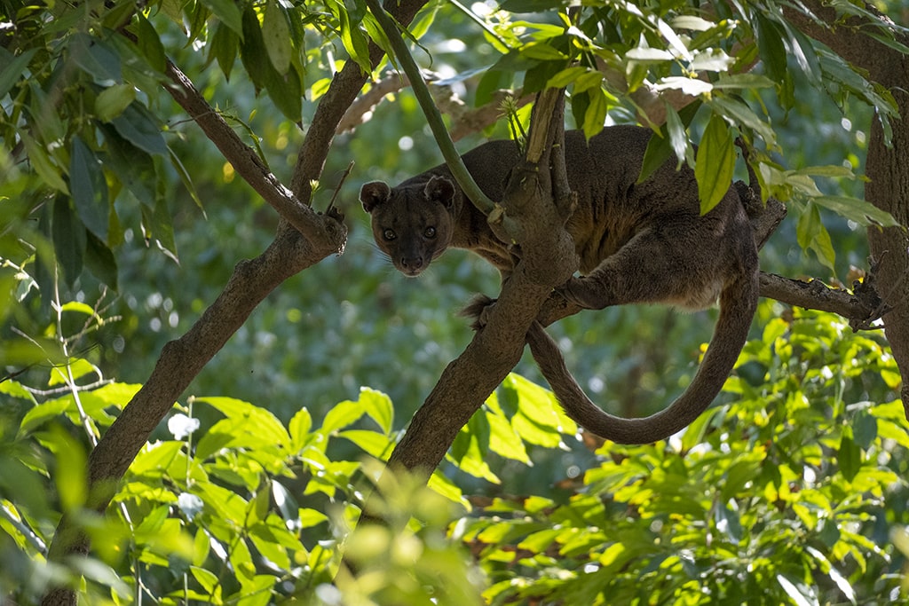 BIOPARC Valencia forma una nueva pareja del rarísimo depredador dominante de Madagascar