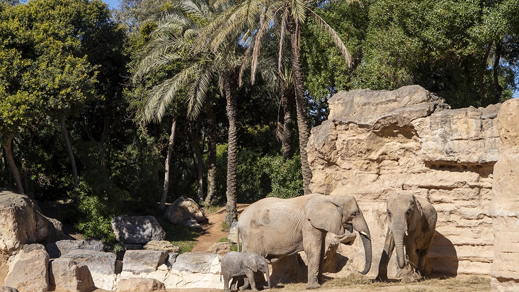 Los BIOPARC destacan el papel de las lideresas del mundo animal - Elefantes en BIOPARC Valencia