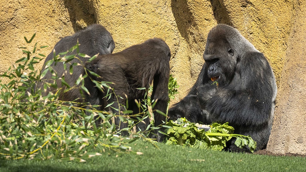 El gorila espalda plateada celebra junto a su familia en BIOPARC Valencia su 32 cumpleaños