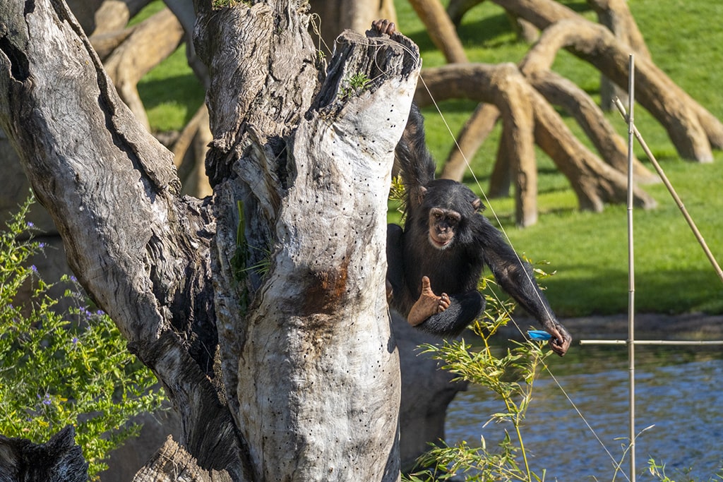 El chimpancé Djibril durante la celebración de su 4 aniversario en BIOPARC