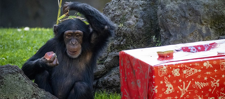 La familia de chimpancés de BIOPARC Valencia celebra el 4º cumpleaños de Djibril