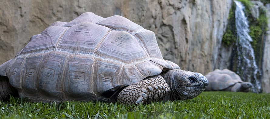 Dos de las tres especies de tortugas más grandes del planeta ya pueden verse en BIOPARC Valencia