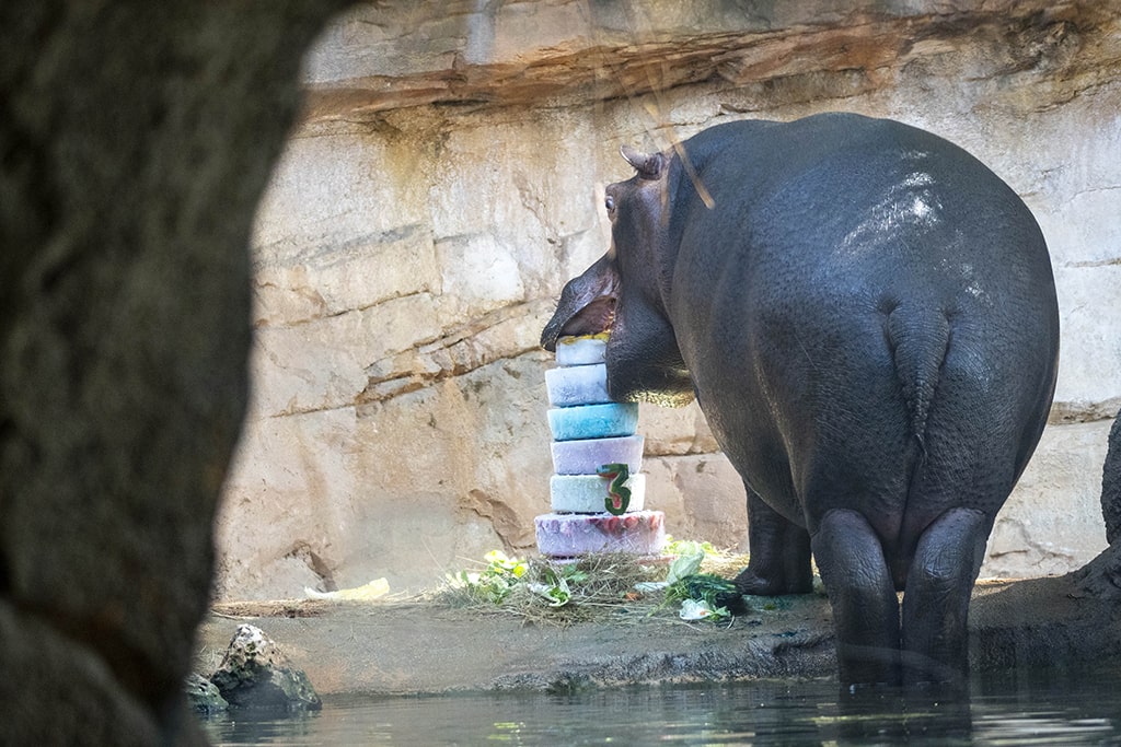 El hipopótamo Gori con su tarta de cumpleaños en BIOPARC Valencia