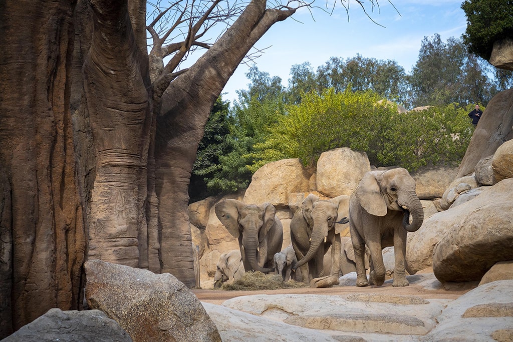 Makena, la cría de elefante, junto a su manada en el bosque de baobabs de BIOPARC Valencia