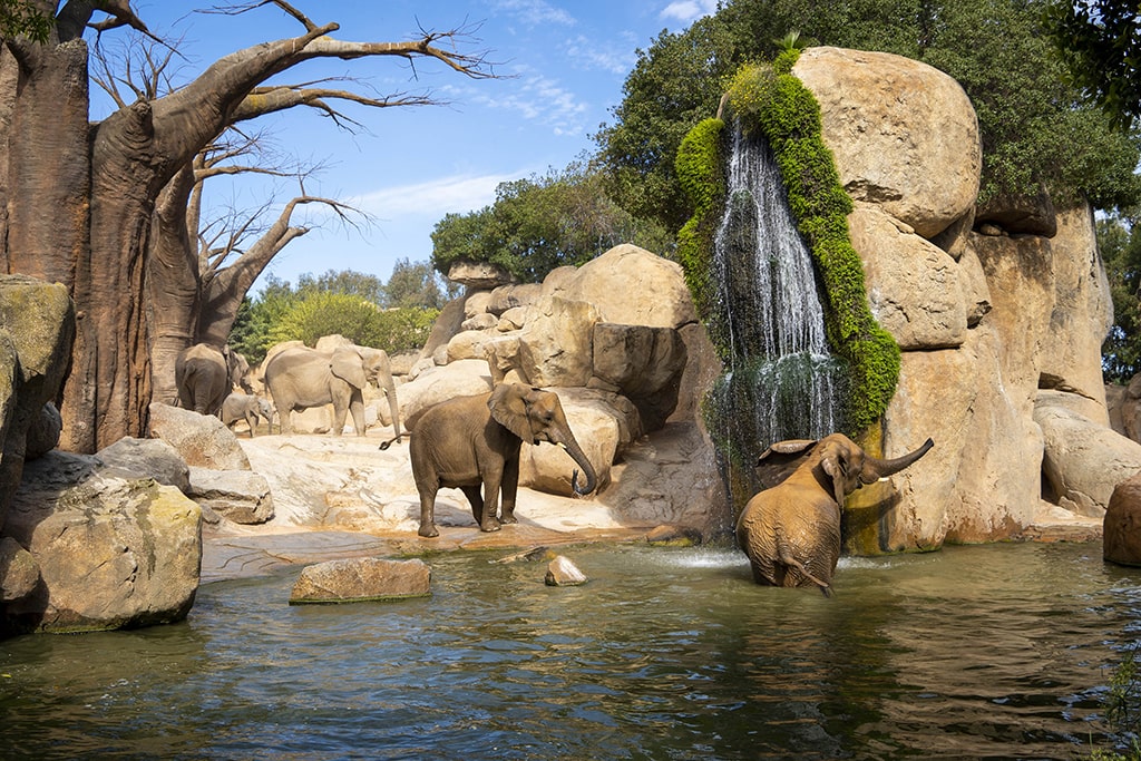 La cría de elefante de BIOPARC Valencia cumple 6 meses y “estrena” el espectacular bosque de baobabs