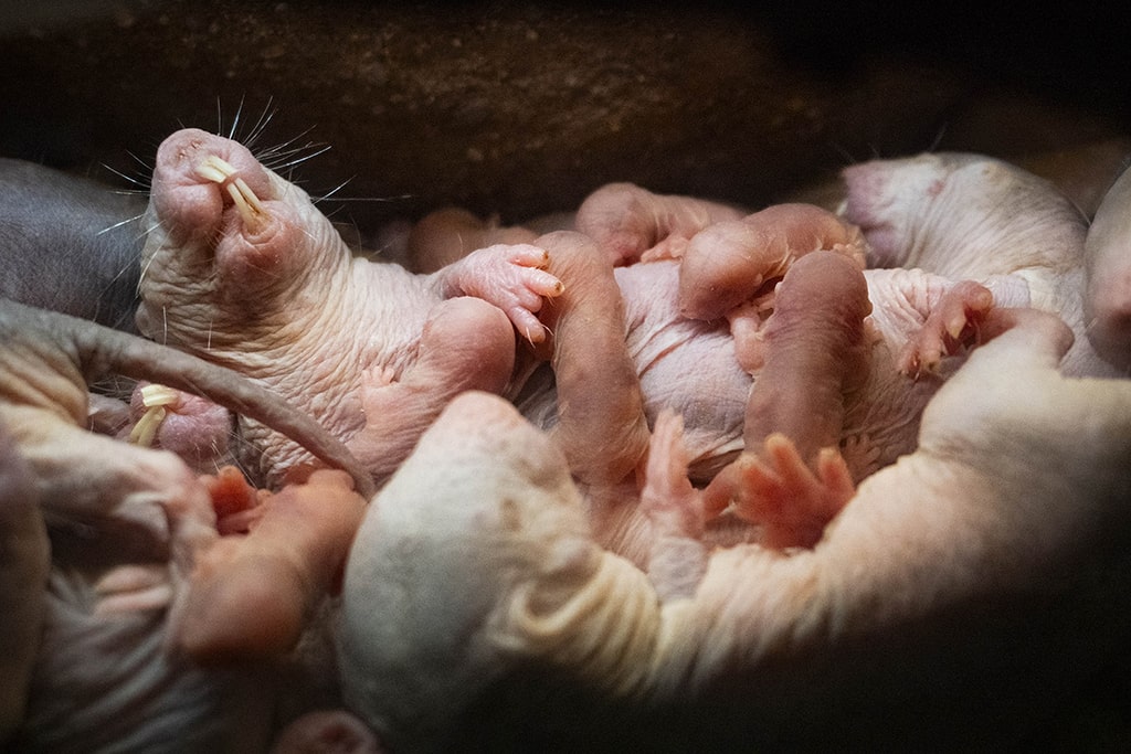 Nace una camada de ratas topo desnudas (Heterocephalus glaber) en BIOPARC Valencia