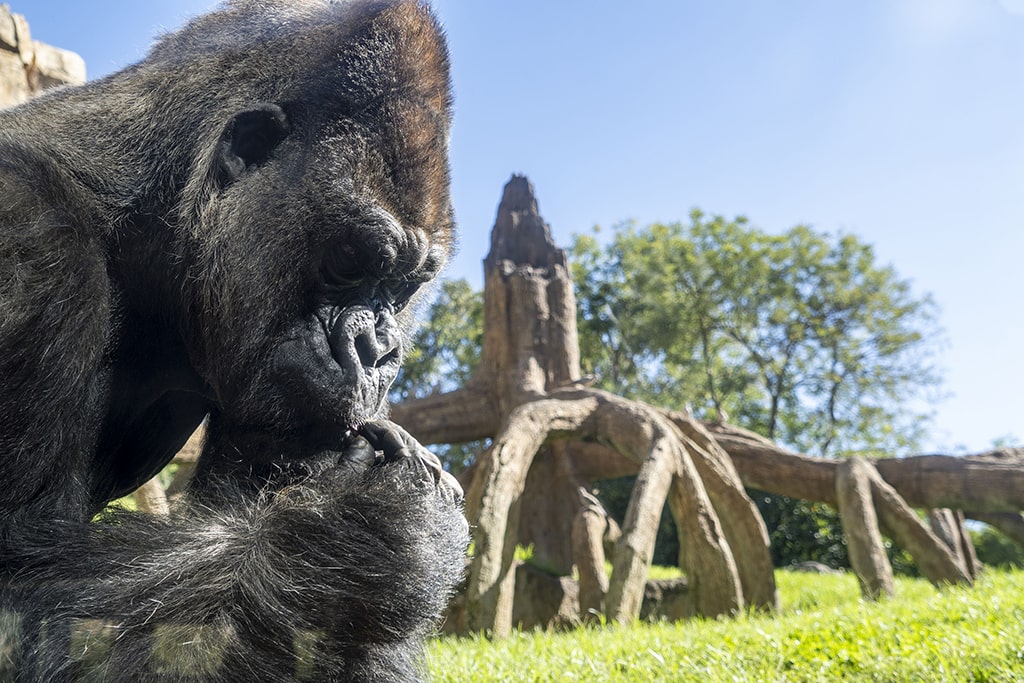 Día Internacional de los Primates 2023 - Gorila en la selva ecuatorial de BIOPARC Valencia