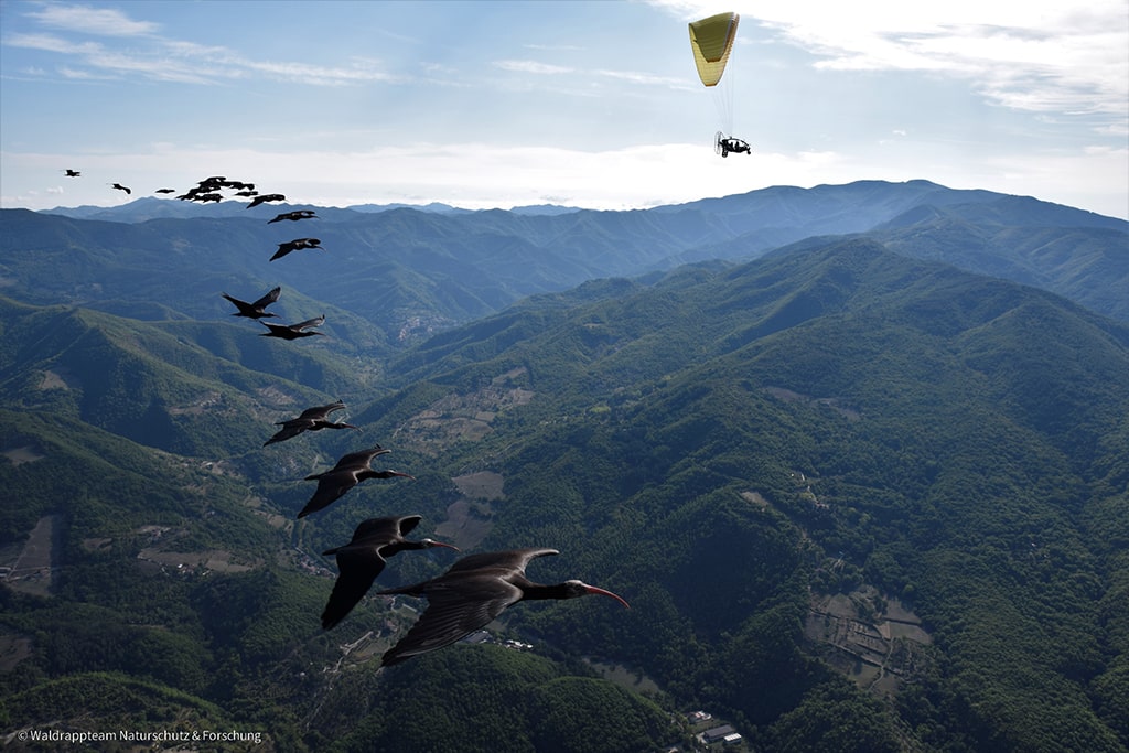 BIOPARC Valencia colabora en el proyecto LIFE para la reintroducción del ibis eremita