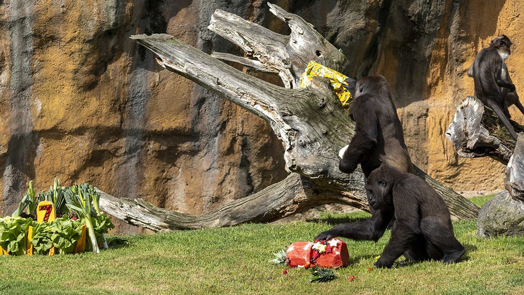 La gorila Virunga de BIOPARC Valencia celebra su 7º cumpleaños con una fiesta “salvaje”