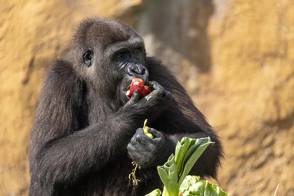 La gorila Virunga cumple 7 años en BIOPARC Valencia