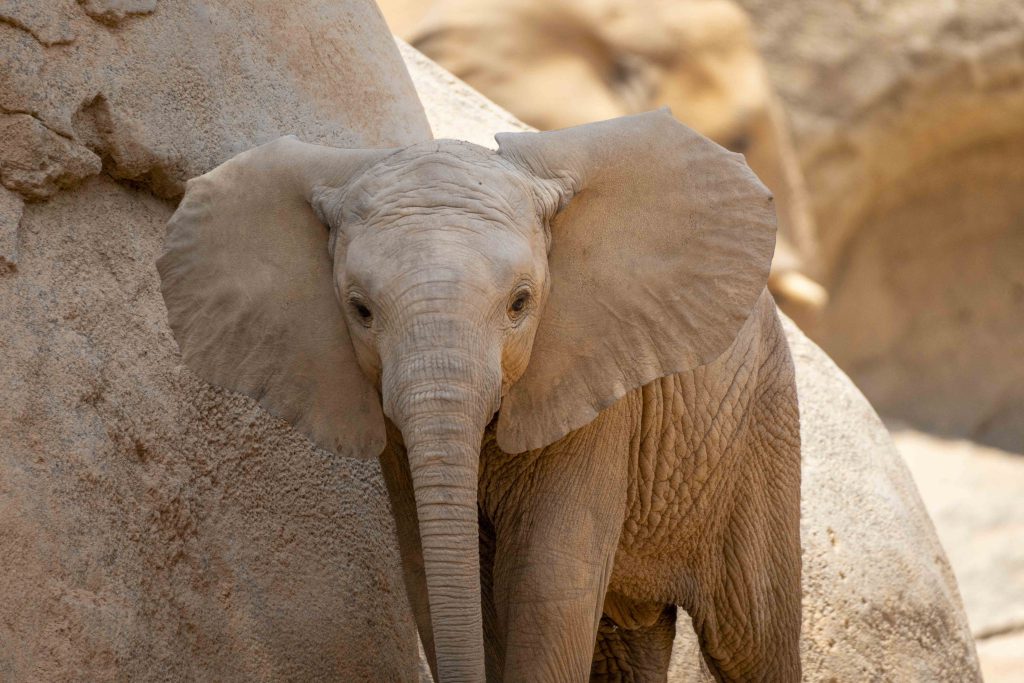 Día Mundial del Elefante - Makena la primera elefanta nacida en BIOPARC Valencia