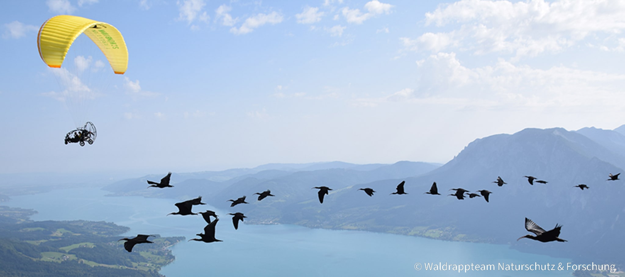BIOPARC Valencia colabora en la espectacular migración con “vuelo-guiado” del ibis eremita, extinto en Europa en el S XVII