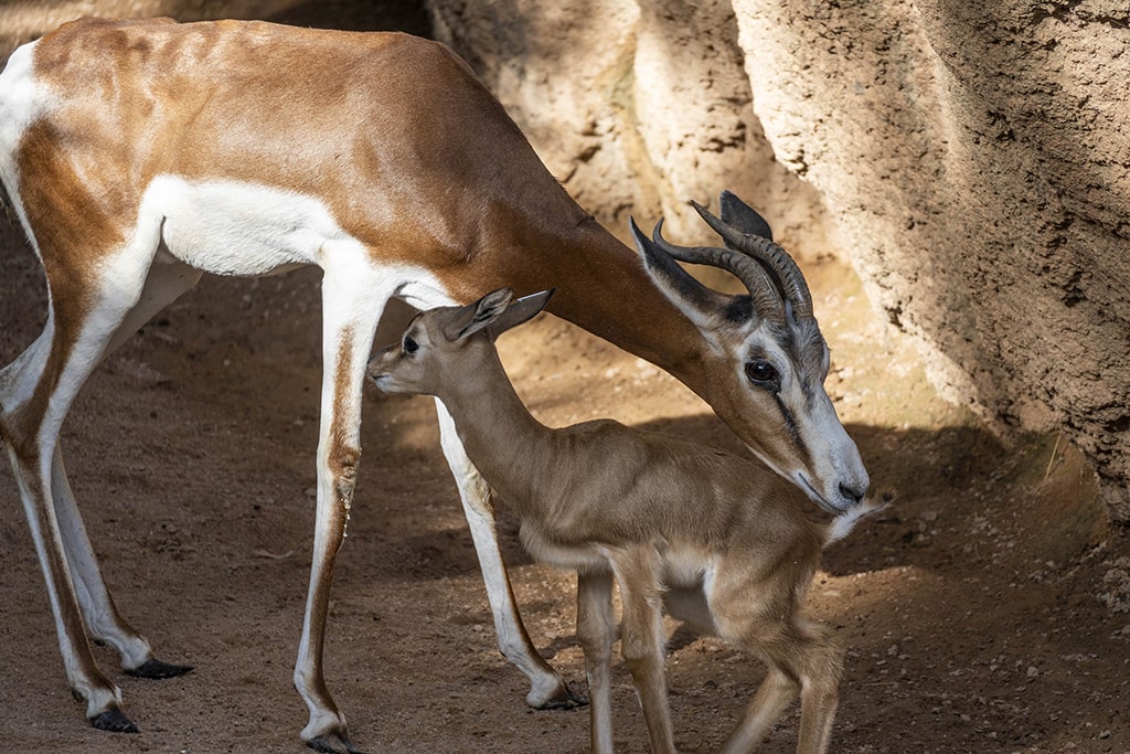 Nace en BIOPARC Valencia una cría de gacela Mhorr especie que se consideró extinta y que hoy es icono de conservación