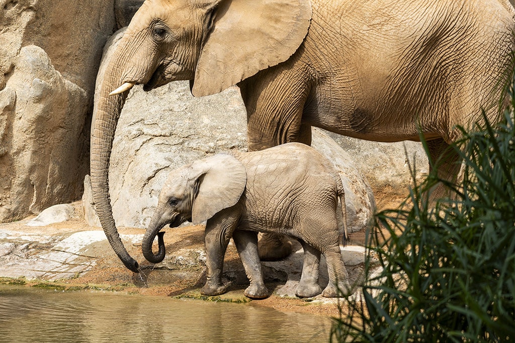 Makena la primera cría de elefante nacida en BIOPARC cumple 10 meses 