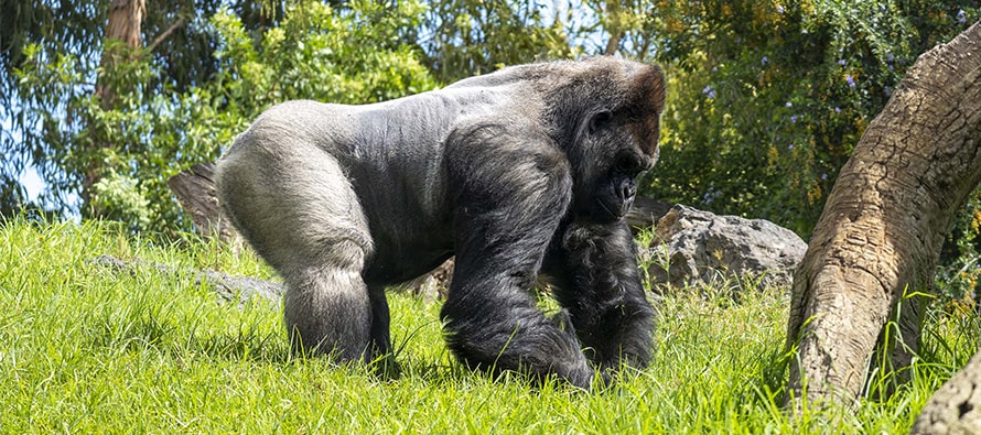 Los BIOPARC albergan el grupo más numeroso de gorilas en España y desde la Fundación se lanza un mensaje de esperanza hacia esta especie en peligro crítico de extinción