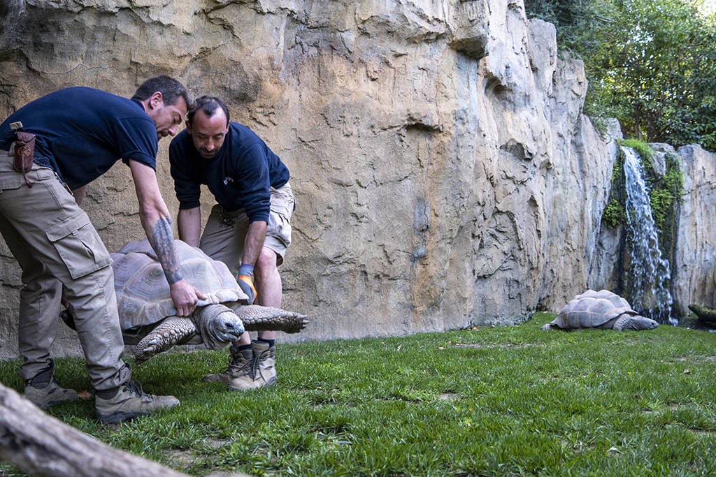 Personas del equipo técnico de animales transportando a las tortugas de Aldabra