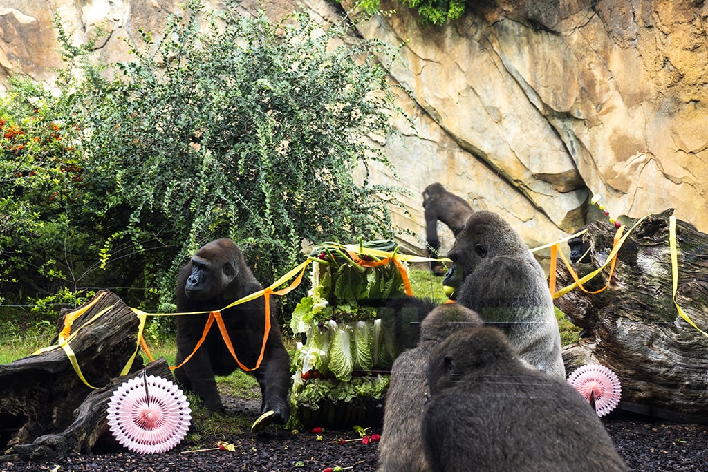 Familia de gorilas durante la celebración del 24 cumpleaños de la hembra Fossey