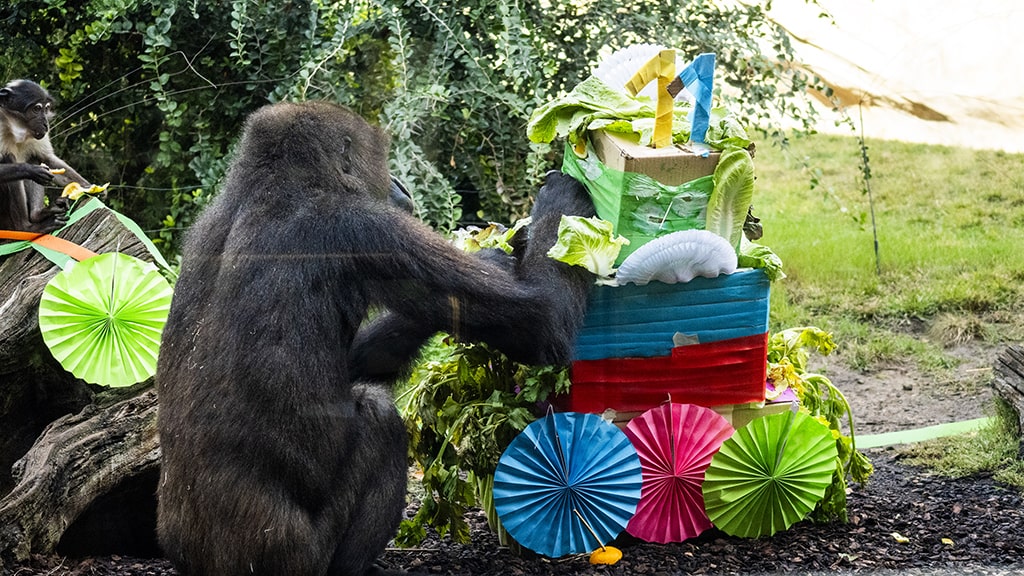 Enriquecimiento ambiental durante la celebración del 11 aniversario del primer gorila valenciano nacido en BIOPARC