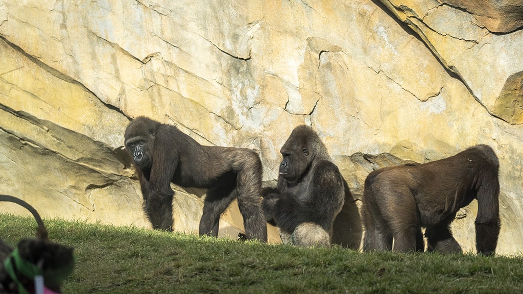 Familia de gorilas en BIOPARC Valencia