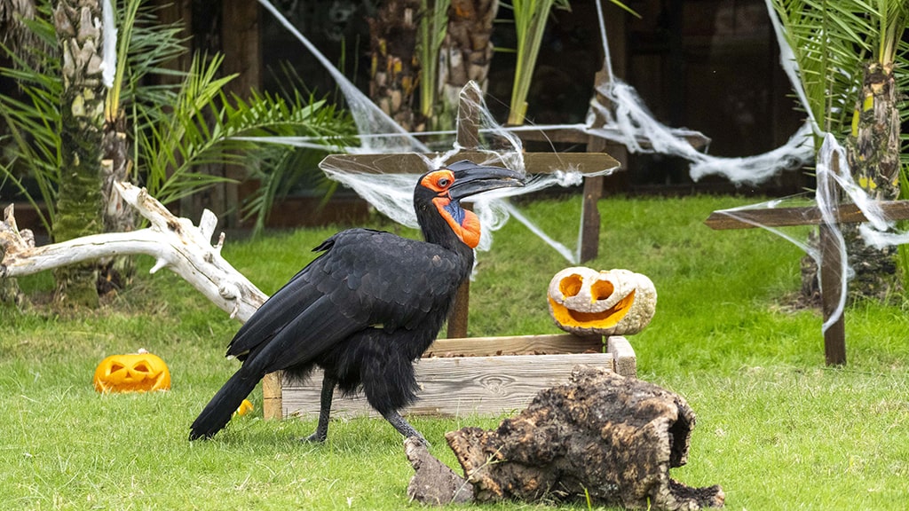 Los animales de BIOPARC Valencia disfrutan de un Halloween "bestial"