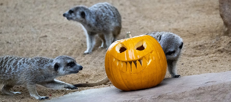 Los animales de BIOPARC Valencia disfrutan de un Halloween bestial