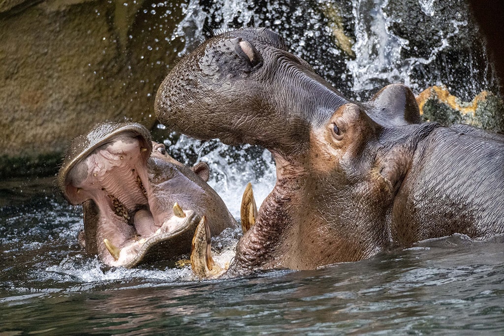 Hipopótamos en BIOPARC Valencia