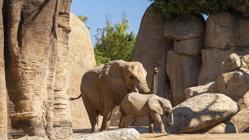 Makena, la primera cría de elefante africano nacida en BIOPARC Valencia cumplirá un año en noviembre de 2023