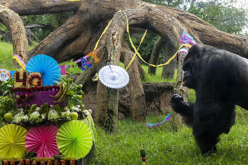 Celebración del 40º cumpleaños de Jitu y el 24º de Fossey, dos gorilas de BIOPARC Valencia