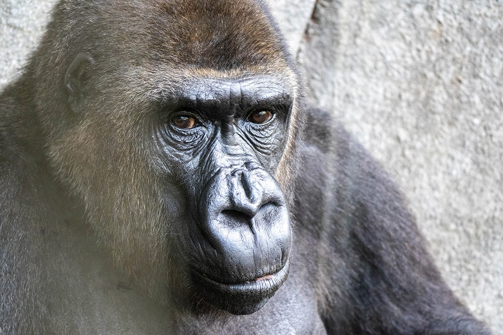 La hembra de gorila Fossey cumple 24 años en BIOPARC Valencia