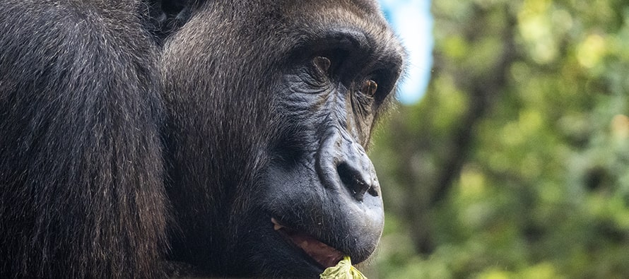 El primer gorila “valenciano” cumple 11 años en BIOPARC