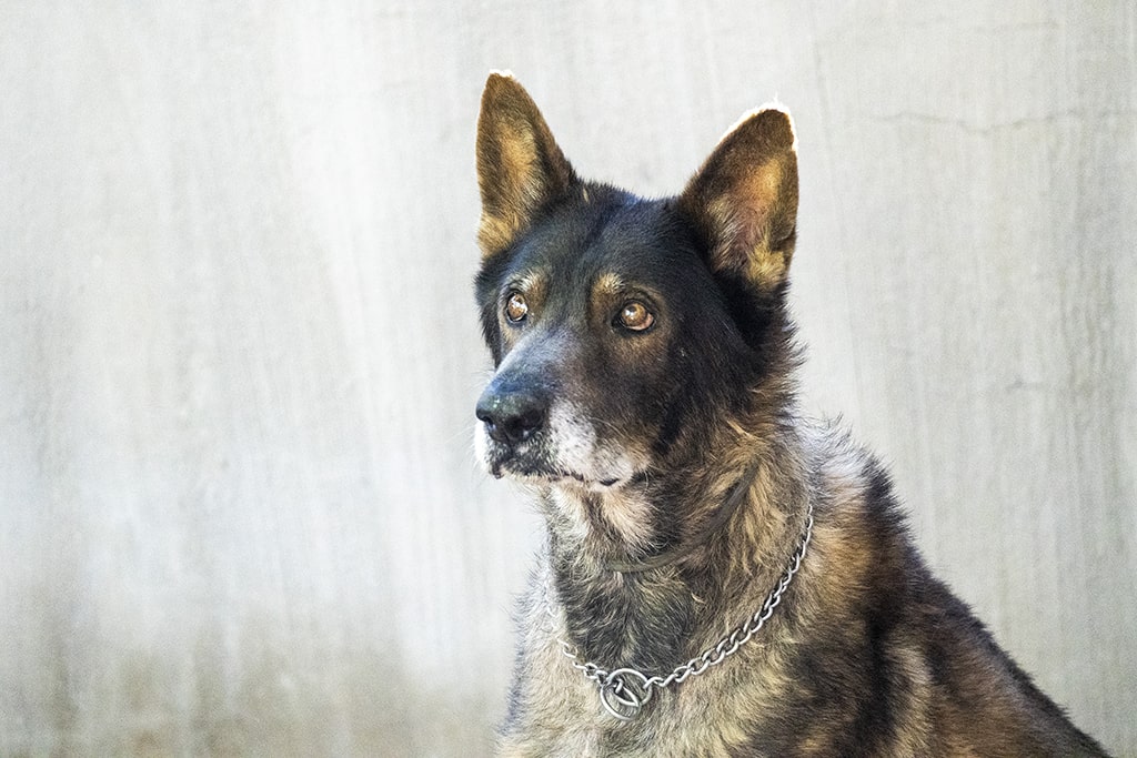 Lobo será uno de los perros protagonistas en el 23 desfile solidario de AUPA y la Fundación BIOPARC