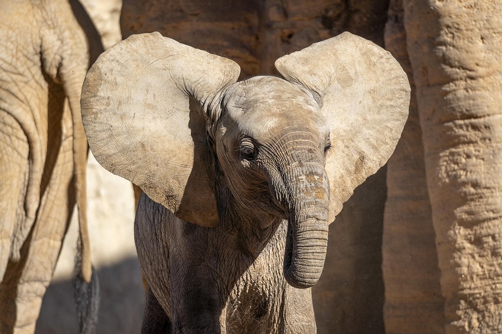 Makena, la primera cría de elefante africano nacida en BIOPARC Valencia