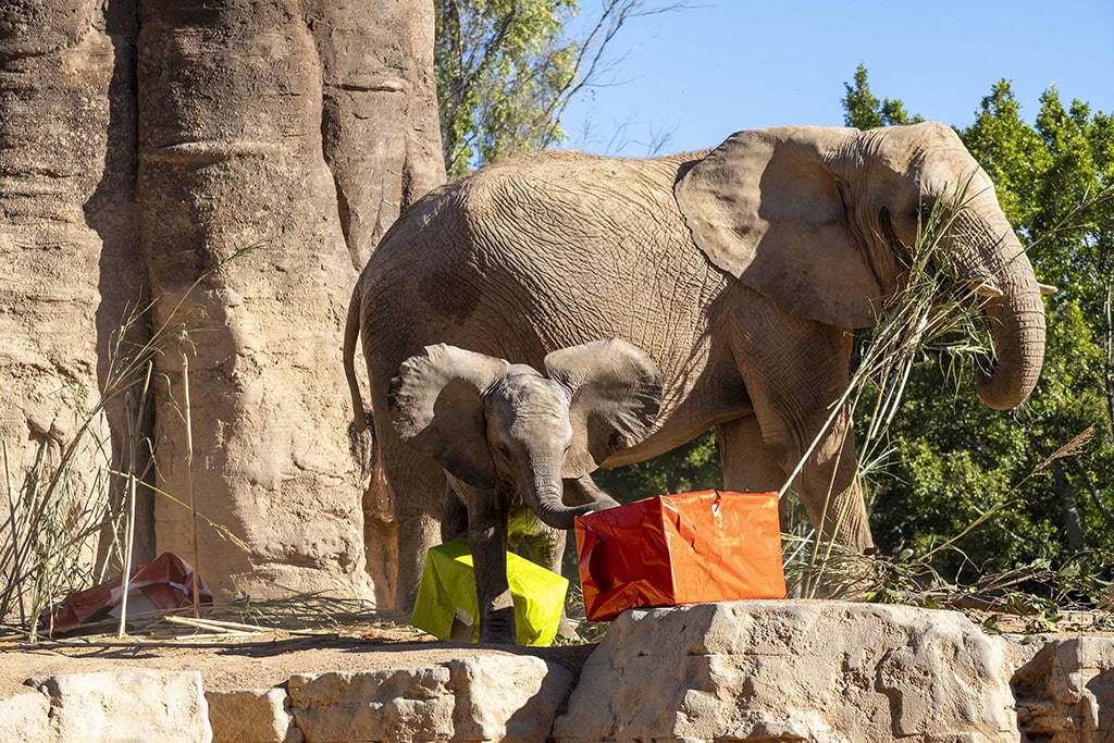 Makena, la primera elefanta nacida en BIOPARC Valencia, celebra su primer aniversario