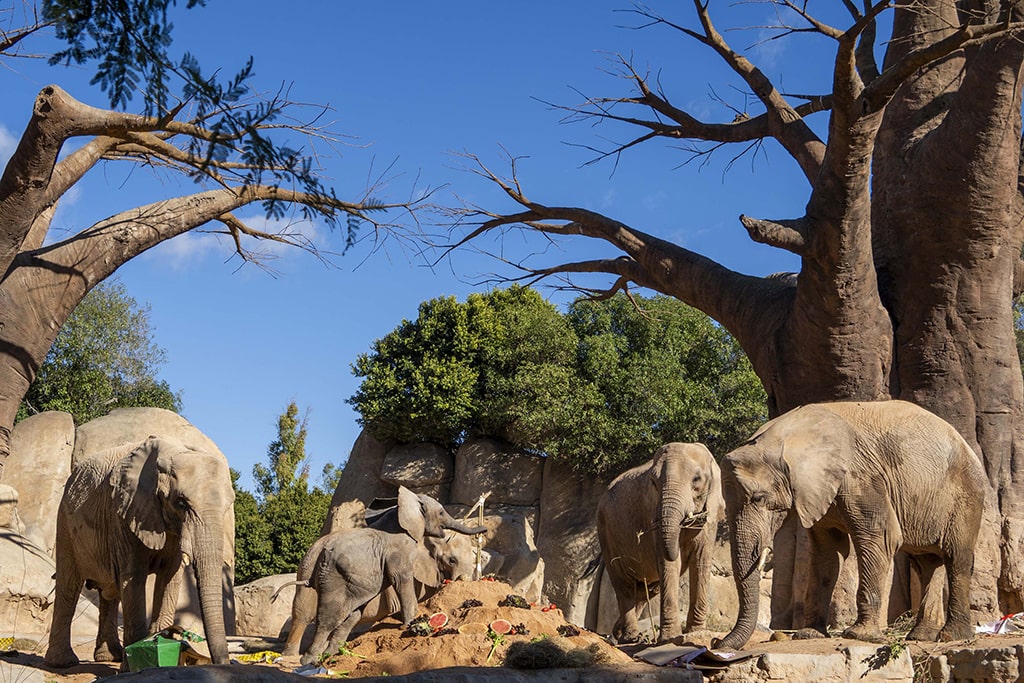 Enriquecimiento ambiental en BIOPARC por el primer aniversario de la primera elefanta nacida en la Comunidad Valenciana
