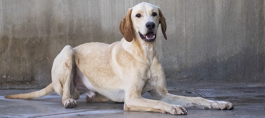 El tradicional Desfile de Navidad para adoptar perros abandonados de A.U.P.A. y Fundación BIOPARC será el domingo 17