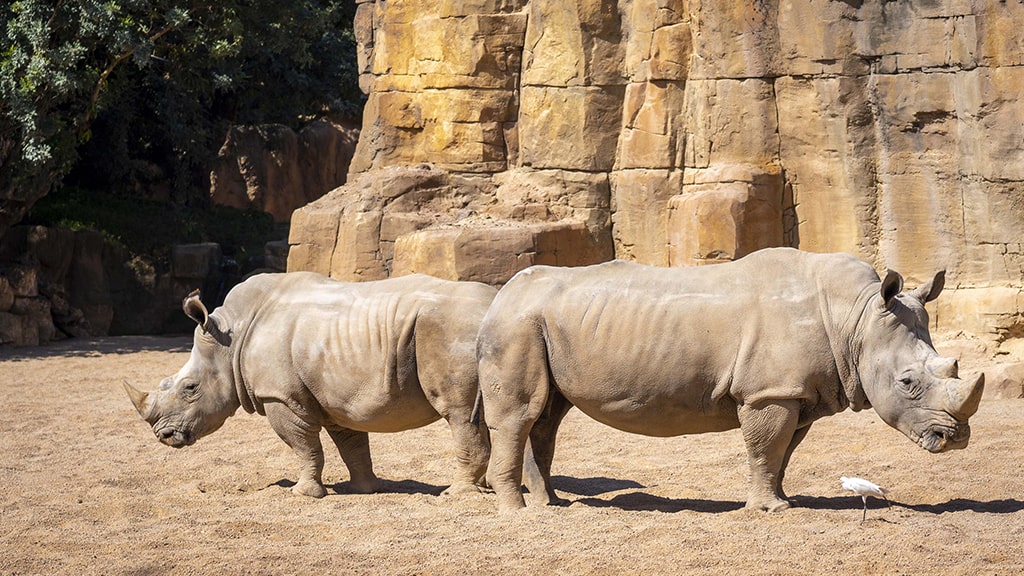 Rinoceronte macho y rinoceronte hembra en la sabana africana de BIOPARC Valencia