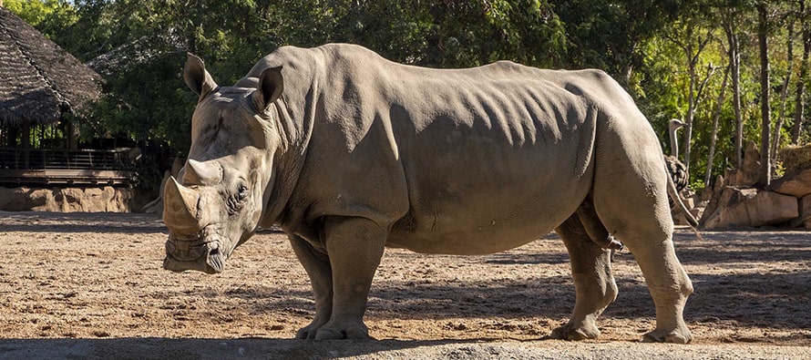 portada noticia muere el rinoceronte macho de BIOPARC Valencia