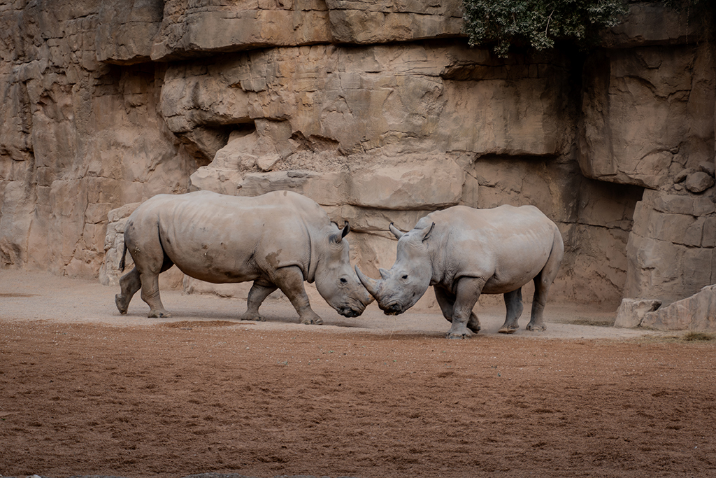 Las rinocerontes Nombula y Ami en la sabana de BIOPARC Valencia