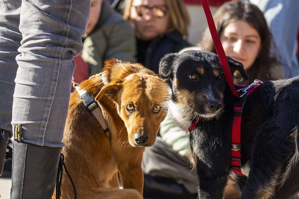 Red y Boy, dos de los perros que tendrán una Feliz Navidad gracias al desfile AUPA BIOPARC