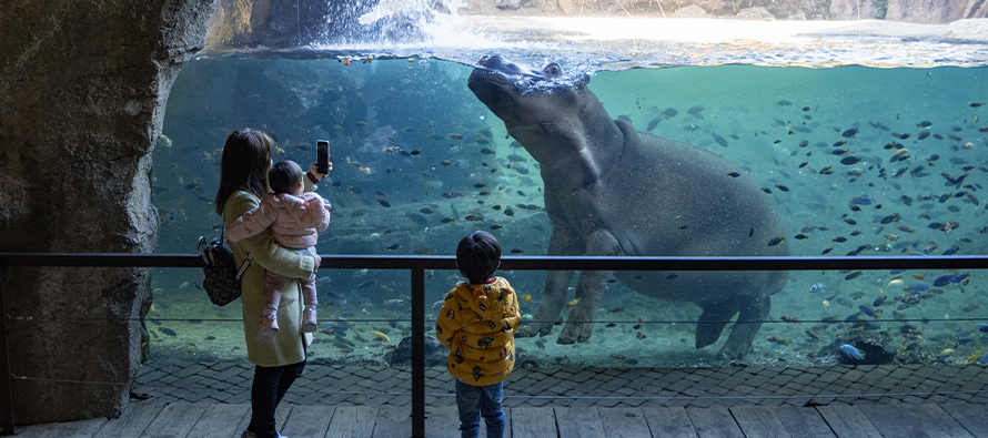 Visitantes admirando los hipopótamos bajo el agua en la cueva de Kitum de BIOPARC Valencia