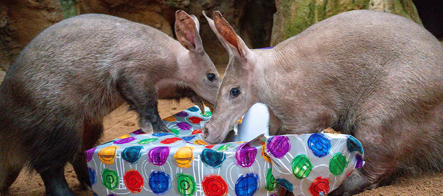 Los animales de BIOPARC Valencia reciben los regalos de los Reyes Magos