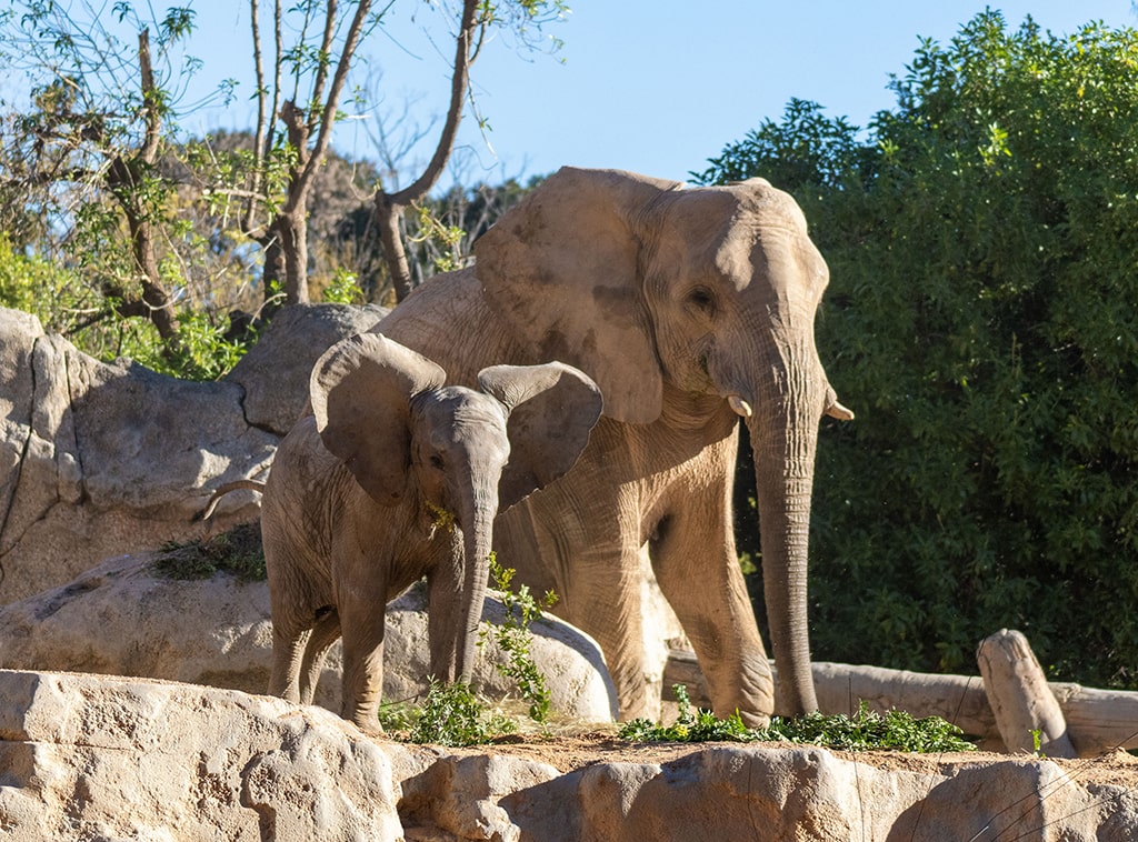 Elefantes en la sabana africana de BIOPARC Valencia