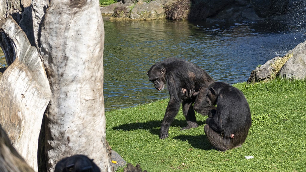 Nace un segundo chimpancé en peligro critico de extinción en BIOPARC Valencia