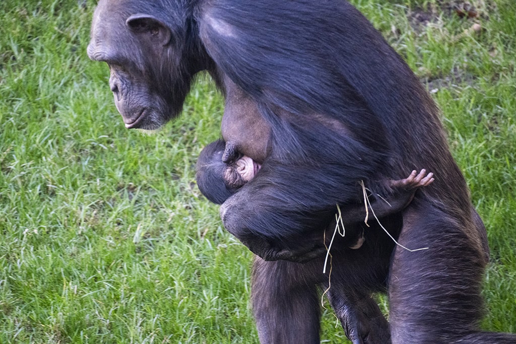 La hembra de chimpancé Natalia con su bebe recién nacido en BIOPARC Valencia
